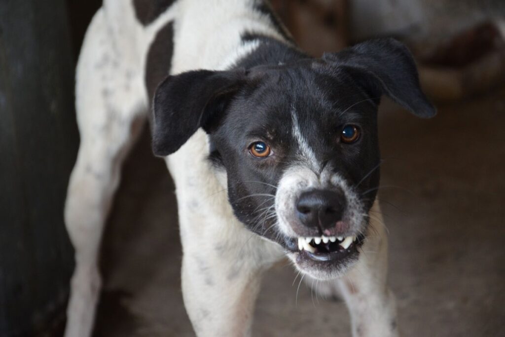Aggression or irritability in pets