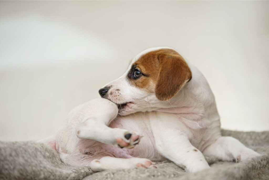 Chewing on Paws for Allergies