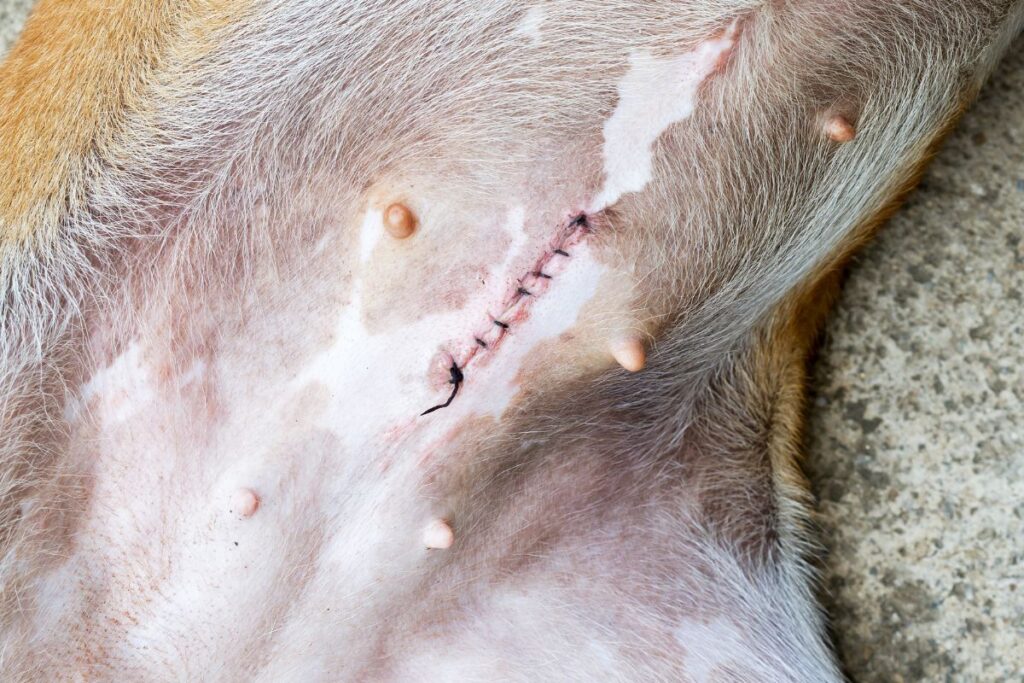 pets who are spayed or neutered