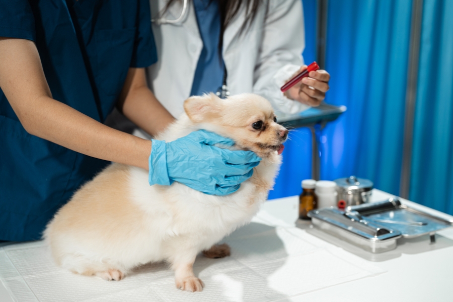 Why Advanced Diagnostic Imaging Is Vital for Your Pet's Health