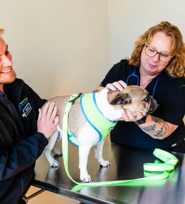 Veterinary staff examining a French Bulldog wearing a green harness on an exam table