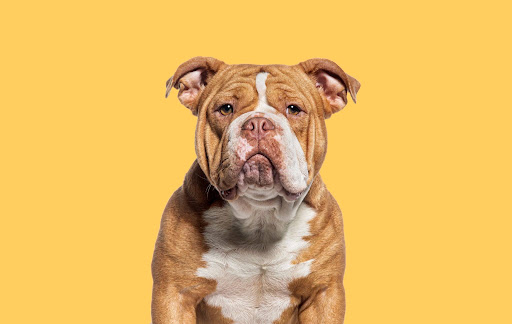 how-vets-evaluate-pets-sudden-pain