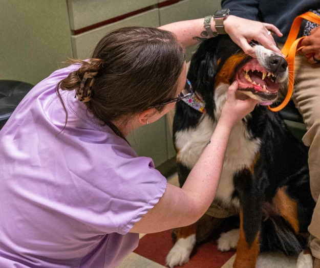 Comprehensive Dental Care: Ensuring Your Pet’s Healthy Smile for Life
