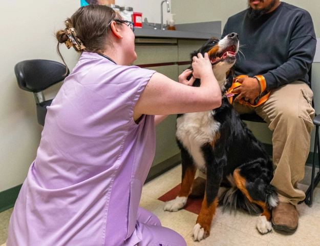 Protect Your Pet's Health With Preventative Care