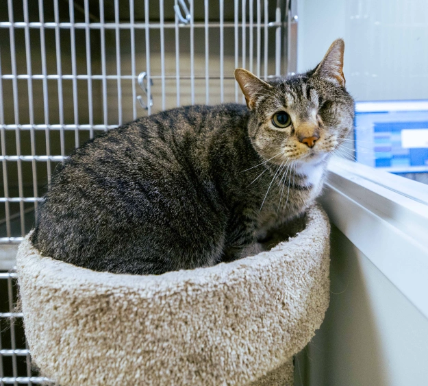 Senior Pets and Dental Care