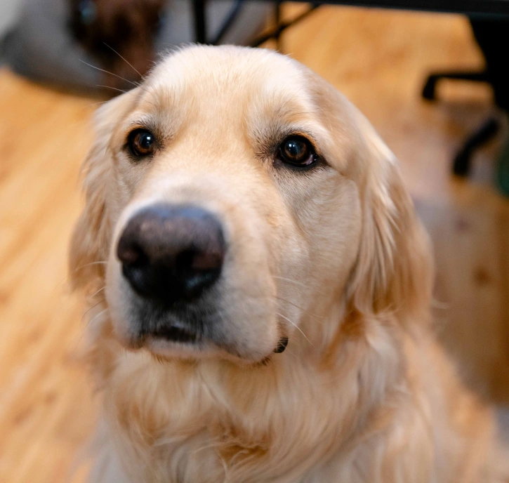 Senior Pet Care - Comprehensive Senior Pet Care for a Healthy, Happy Life