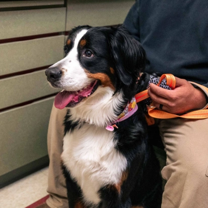 Dogwood Trails Animal Hospital Services - Emergency Vet