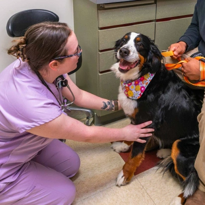 Dogwood Trails Animal Hospital Services - Pet dental services