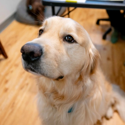 Dogwood Trails Animal Hospital Services - Preventative Care