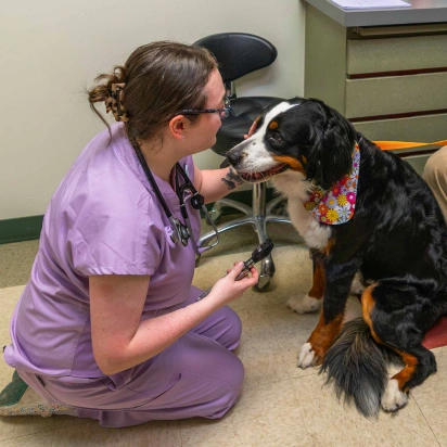 Our services - pain management for your pets