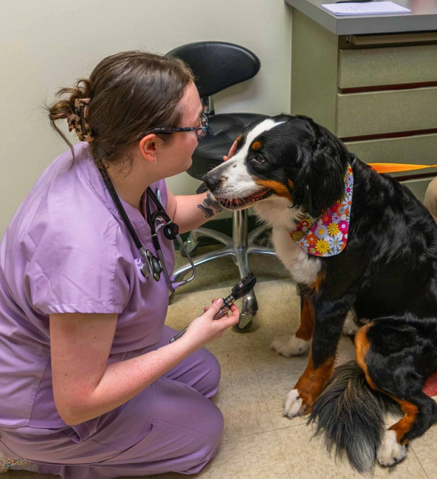 Prompt Help for Sudden Pet Health Concerns