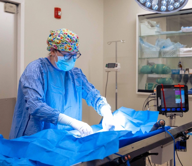 Expert Veterinary Care: Safe and Precise Surgeries for Your Pets